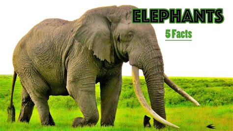 大象鼻孔|象生活 Facts about Elephants